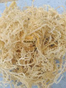 Top Vietnamese Supplier <b>Sea</b> <b>Moss</b> Purple <b>Sea</b> <b>Moss</b> Dried <b>Sea</b> <b>moss</b> st lucia New Crop Dried Irish Dried Make <b>Gel</b> <b>Organic</b> - Product Image 3