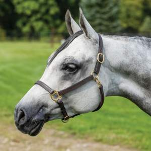 Cabestro de Cuero de la Mejor Calidad para Caballo, Combinación Única de Cuero Marrón Castaño con Hilo Rosa y Bordado en Borgoña - Product Image 2
