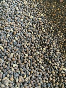 Graines de papaye séchées naturelles en gros pour les applications de l'industrie alimentaire et des épices - Product Image 6