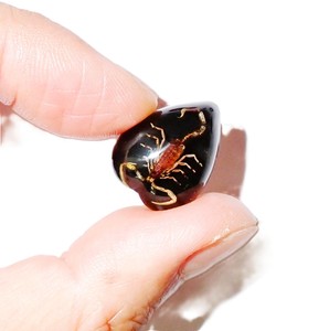 Golden Scorpion Real Specimen Plastic Cabochon <b>Heart</b> 17x21 mm <b>Black</b> Flat Bottom for Crafts and Jewelry Making - Product Image 3
