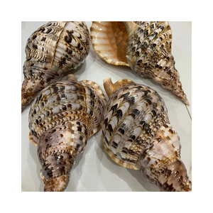 Magnifique coquille de trompette naturelle pour la décoration de la maison, l'affichage en aquarium, la décoration intérieure côtière, l'artisanat fait main et les souvenirs - Product Image 6