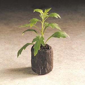 พีทมะพร้าวธรรมชาติ (Coir Peat) – วัสดุปลูกแบบออร์แกนิก เหมาะสำหรับการปลูกพืชแบบไฮโดรโปนิกส์และการเกษตร // คุณทอม - Product Image 1