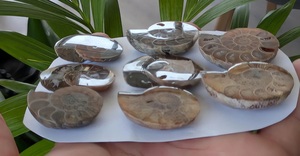 Cortizos de fósiles de ammonites - Cleoniceras - Colección de conchas - Colgante - Fern - Gabinete de curiosidades - Product Image 3