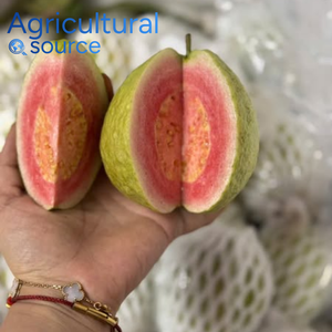 100% tươi Màu Đỏ ổi trái cây cao cấp chất lượng ngọt ngào nhiệt đới trực tiếp Xuất Khẩu từ Việt Nam JSC bán buôn tươi Đỏ thịt ổi - Product Image 5