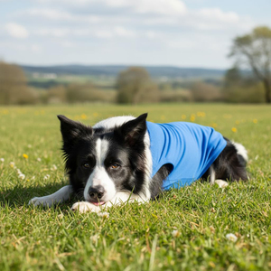 Ropa para Mascotas al por Mayor, Camiseta de Algodón para Perro, Chaleco para Cachorro de Colores, Ropa Ligera y Flexible para Gato de Color Sólido - Product Image 3