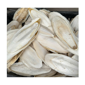 Os de Seiche Entiers Séchés en Vrac 20-40cm Qualité Supérieure Faible Teneur en Matières Grasses Riche en Protéines Fruits de Mer du Vietnam Durée de Conservation 2 Ans Sac pour Oiseaux de Compagnie - Product Image 1