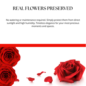 Caja de 6 rosas preservadas, color rojo, ideal para el Día de la Madre, San Valentín, bodas, elaboración de ramos y decoraciones de lujo. - Product Image 5