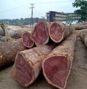 Offres incroyables sur les grumes de bois de Padauk en vrac et le bois de santal rouge et blanc à vendre - Product Image 4