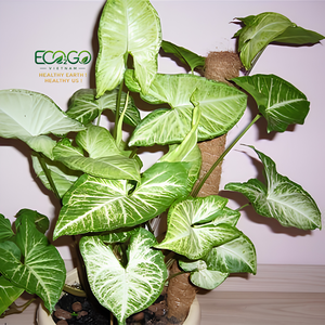 Poste de Fibra de Coco para Plantas |   Soporte para Plantas de Fibra de Coco Natural con Núcleo de Madera y Metal Flexible |   Para Plantas Trepadoras de Interior - Product Image 4