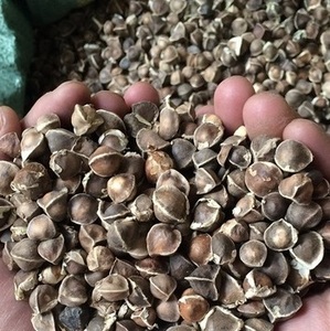เมล็ดมะรุมจำนวนมากสำหรับสกัดน้ำมันและใช้เป็นสมุนไพร - Product Image 1