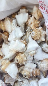 Large Natural Sea Shells Huge Ocean Conch Jumbo Seashells for Wedding Decor Beach Theme Party Home Fish Tank Collectors - CARYLN - Product Image 2