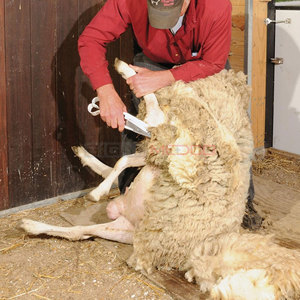 Ground Hand <b>Shear</b> Horse Livestock 6.5 Inch Blade Stainless Steel Reusable Cutting Grooming Farm Animal Care Equipment - Product Image 4