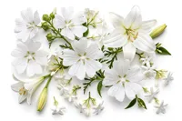 Huile Essentielle de Musc Blanc Premium, Parfum Floral Sucré Longue Durée, pour Savons, Cosmétiques, Bougies, Parfums d'Ambiance, 100% Pure