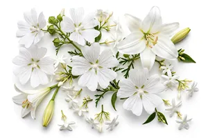 Aceite Esencial de Almizcle Blanco Premium, Aroma Floral Dulce y Duradero, Perfume, Jabón, Cosméticos, Velas, Fragancia para el Hogar, 100% Puro - Product Image 2