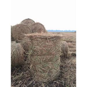 Meilleur produit agricole GIA GIA NGUYEN, paille de riz séchée, foin sec, fourrage sec du Vietnam pour la culture de champignons et l'alimentation animale - Product Image 3