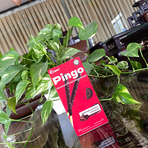 PINGO MILK CHOCOLATE <b>BISCUITS</b> COCOA CRUMB 32G Vietnam 15-18 Months Shelf Life ODM - Product Image 5