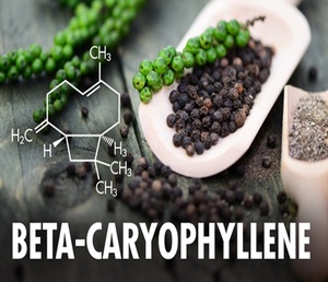 Bêta-caryophylène de haute pureté, composé aromatique naturel, ingrédient chimique pour la création de parfums et les formulations cosmétiques - Product Image 3