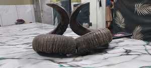 Shofar en corne de bélier naturelle, poli, éco-responsable, taille personnalisée, casher, pour usage religieux, produit phare - Product Image 5