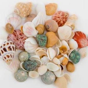 เปลือกหอยธรรมชาติสำหรับตกแต่งตู้ปลา ถ่ายภาพ และงานประดิษฐ์ DIY - Product Image 3