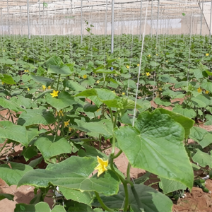 Structure de serre agricole avec filet d'ombrage pour la protection des cultures, utilisation en agriculture, contrôle des insectes, prix au mètre carré, fourniture - Product Image 1