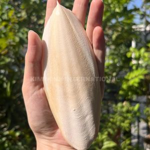 Hueso de Sepia Seco Premium para Aves y Mascotas - Product Image 6