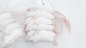 หนูแช่แข็ง XS 3-4 กรัม อาหารงูคุณภาพสูง โปรตีนสูง อาหารหนูสัตว์ฟันแทะ ขายส่งจำนวนมาก ปราศจากซัลโมเนลลา โภชนาการเสริมด้วยสารชีวภาพ - Product Image 3