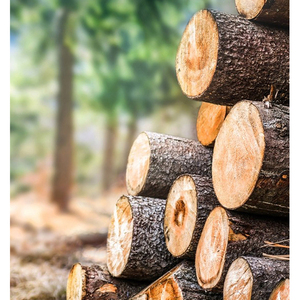 Venta al por mayor de troncos de madera de teca personalizados, madera de pino y madera dura roja/Troncos de madera de eucalipto en oferta con precio económico para el mercado mundial - Product Image 4