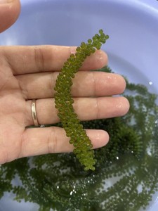 Vente en gros de raisins de mer déshydratés, caviar vert séché en vrac pour l'exportation - Product Image 6