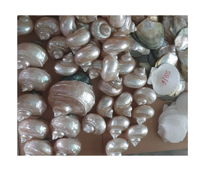 Coquille de conque naturelle, fabricant exportateur, prix compétitif pour les commandes en gros - Product Image 5