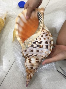 [FOURNISSEUR PRINCIPAL] Cabochon plat en coquille de Paua naturelle |   Coquille d'ormeau irisée polie, écologique et faite à la main pour la création de bagues DIY - Product Image 1