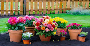 -- 6 () พร้อมส่วนดอกไม้เมล็ดไม้ประดับ - Product Image 2