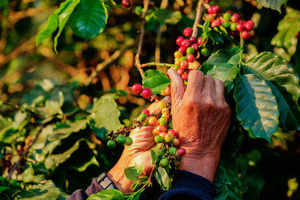 กาแฟดัลคาคอน พรีเมียม เฟรนช์โรสต์ 250 กรัม/ถุง รับผลิตแบบ OEM/ODM กาแฟบดเวียดนาม รสขม มีคาเฟอีน อาราบิก้า โรบัสต้า ขายส่ง - Product Image 6