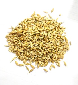 Grano de Cebada Integral Premium para Alimentación Animal, Alimento para Ganado de Alta Energía, Suministro Agrícola de Granos a Granel - Product Image 6