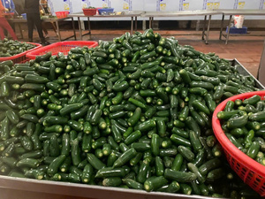 PROVEEDOR SUPERIOR DE PIMIENTA JALAPENO VERDE DE VIETNAM 2025 - Product Image 3