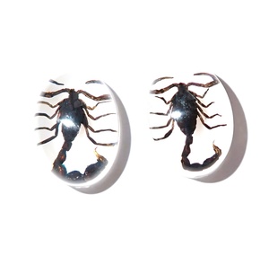 Cabujón Ovalado de Plástico con Espécimen Real de Escorpión Negro de 12x18 mm sobre Base Plana Blanca para Manualidades y Joyería - Product Image 6