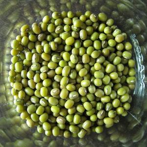 Venta al por Mayor de Frijoles Mung Verdes de Primera Calidad a Precios Económicos, Buena Calidad para Germinar - Product Image 3