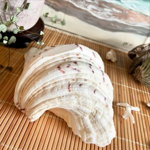 Conchas de almeja grandes en venta a bajo costo, conchas marinas naturales, suministro directo desde Vietnam - Product Image 6