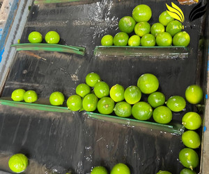 CAL SIN SEMILLAS FRESCAS DE VIETNAM ALTA CALIDAD - Product Image 5