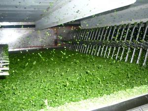 Cebollas secas más vendidas de alta calidad y bajo precio - Product Image 5