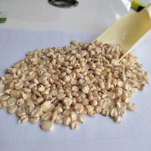 Bán Ngô Trắng H 2 Chất Lượng Hàng Đầu Ngô Lai Xuất Xứ Ấn Độ Với Giá Thấp Với Đóng Gói Xuất Khẩu Tốt Từ Ấn Độ - Product Image 3