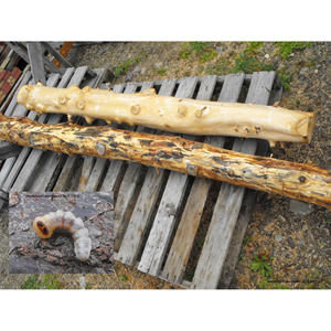 Troncos Redondos de Madera de Acacia al Precio Más Bajo, Troncos y Postes Pelados en Venta - Product Image 5