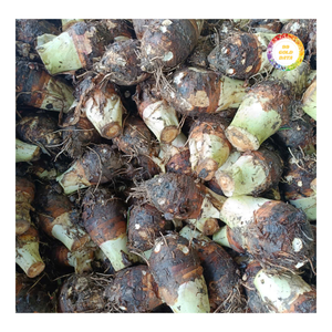 Taro congelé du Vietnam, coupé frais, pour desserts, garnitures de boissons et garnitures de pâtisserie, approvisionnement en vrac - Product Image 3