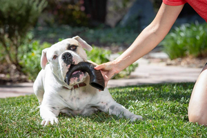 Nourriture pour chiens en corne naturelle de buffle, jouets à mâcher pour chiens en corne de buffle, taille personnalisée - Product Image 4