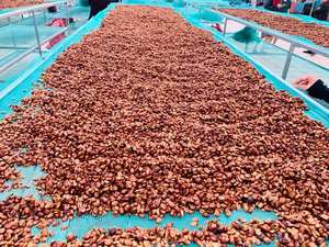 Grains de café vert Robusta du Vietnam de qualité 1 |   Nouvelle récolte de haricots verts 2026 |   Approvisionnement en gros pour l'exportation en vrac - Product Image 3