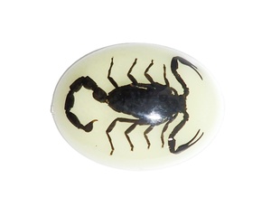 Escorpión Negro, Espécimen Real, Cabujón de Plástico Ovalado de 30x40 mm, Base Plana Brillante para Manualidades y Joyería - Product Image 4