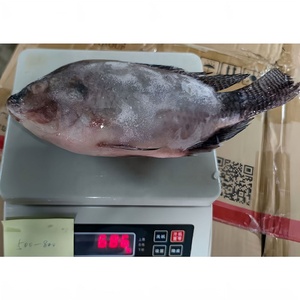 <span class=keywords><strong>Pesce</strong></span> Tilapia Congelato Eviscerato 2,25kg di Taiseng Seafoods - Product Image 2