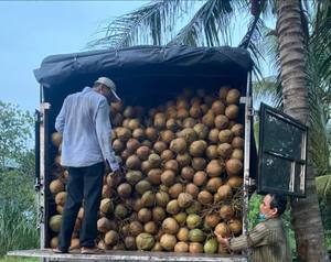มะพร้าวปอกเปลือก โคโค่ เซโก เปลาโด โคโค่ เซคโก ผลผลิตจากเวียดนามสำหรับผู้นำเข้า (WA +84914319488) ผู้ผลิตมะพร้าว - Product Image 6