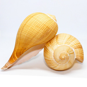 Coquillages pour décoration d'aquarium et de terrarium, prix le plus bas, coquillages de qualité supérieure, coquillages naturels. - Product Image 1
