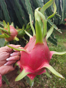 <span class=keywords><strong>Dragon</strong></span> <span class=keywords><strong>fruit</strong></span> blanc naturel frais, qualité export standard OEM, goût doux et rafraîchissant, 100% ODM - Product Image 1
