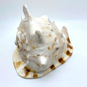 Cassis Cornuta Large Queen Helmet Conch Sea Shells Big Seashells for Home Decor and Collection - Product Image 2